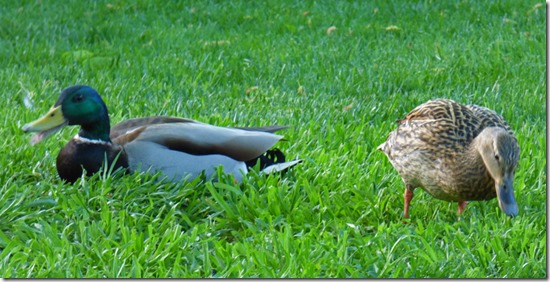 Mallard Ducks