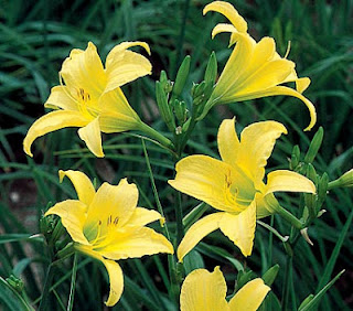 HEMEROCALLIS