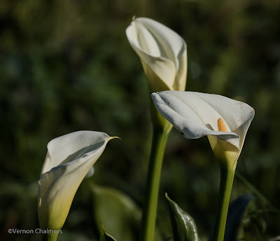 Canon EOS 7D Mark II Field Testing - Woodbridge Island