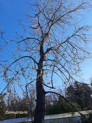 Конский каштан обыкновенный (Aesculus hippocastanum)