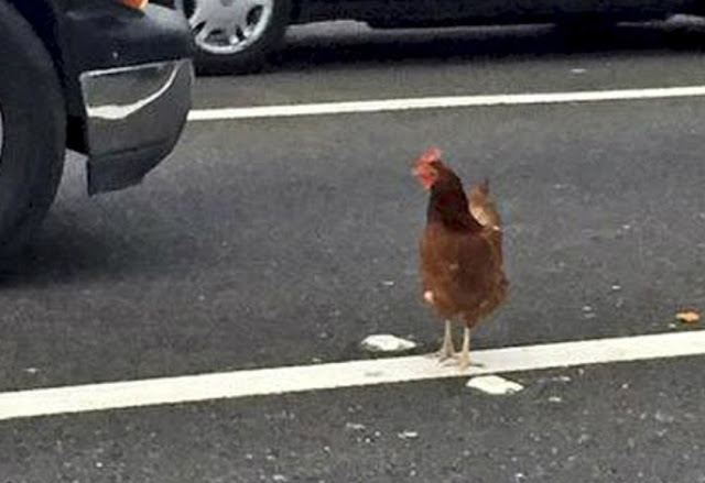 Karena Tidak Menaati Peraturan Lalu Lintas Seekor Ayam Di Tangkap Polisi