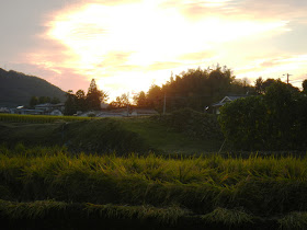 Harvest time in southern Japan
