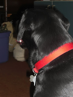 Picture of the back of Duchess's head, you can see her red collar