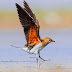 Collared Pratincole (Breeding Plumage)