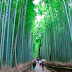 Bamboo Forest, Japan