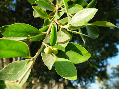 F. microcarpa Berries on the Branch