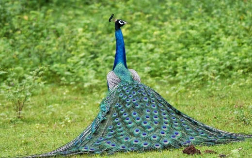 Beautiful Indian Peacock HD Wallpaper Free