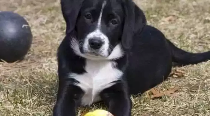 Borador Dog Breed