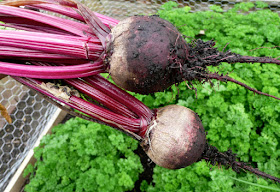 freshly harvested home grown beetroot held above a raised bed of parsley