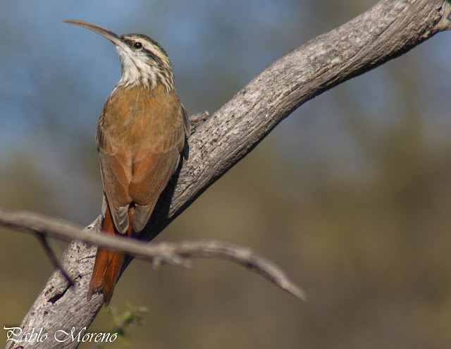 alt="chinchero chico,Lepidocolaptes angustirrostris,aves de Mendoza"