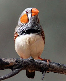 Suara burung zebra finch unik,lucu