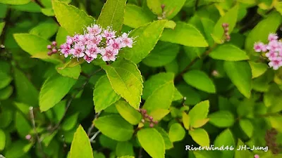 일본조팝나무,Spiraea japonica,붉은꽃조팝나무
