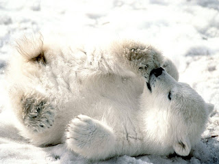 Polar Bear