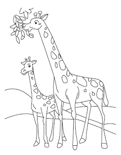 Adorable Baby Giraffe Familly Coloring Pages At Zoo