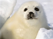 This is a cute picture of a white seal. She or him has white furry hair and . (foca arpa )