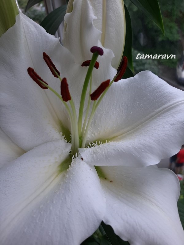 Лилия 'Касабланка' / Лилия 'Каса Бланка' (Lilium 'Casablanca', Lilium 'Casa Blanca')