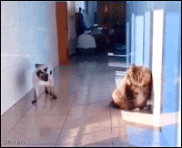 Amazing Cat GIF • Funny Siamese cat. Sneak attack on quiet cat. A purrfect slide move