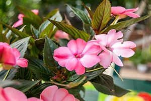 Pink Busy Lizzie impatiens flowers with green leaves