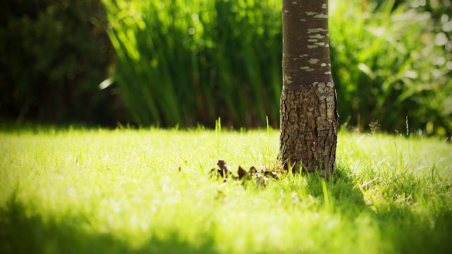 Green nature grass tree trunk HD Wallpaper