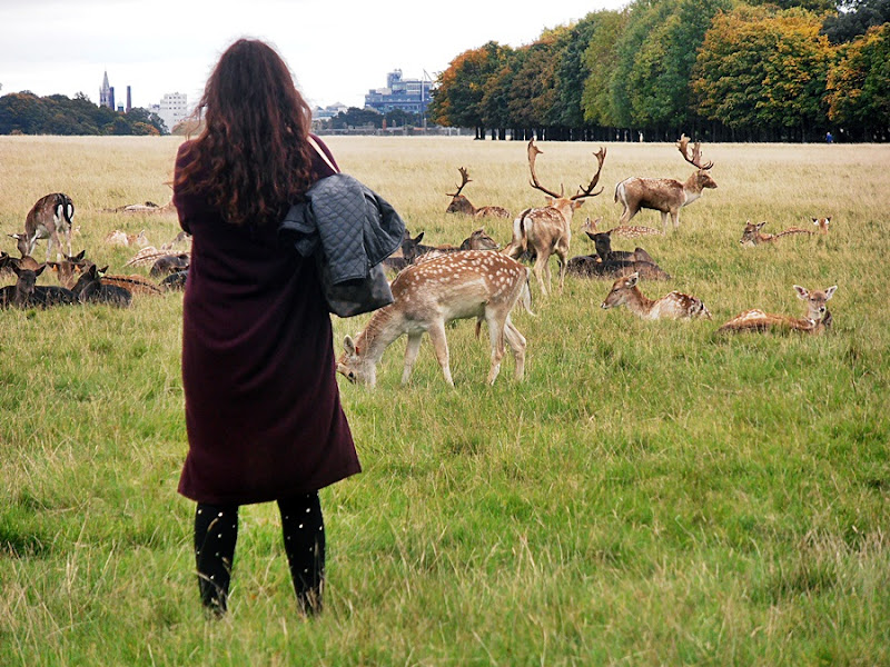 Daniele w parku Phoenix/ Fallow Deer in Phoenix Park....