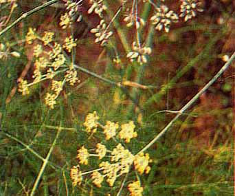 Adas (Foeniculum vulgare Mill.)