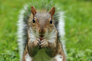 a close up of a squirrel standing on some grass