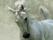 Horse Wallpapers 06 (white horse wallpapers)