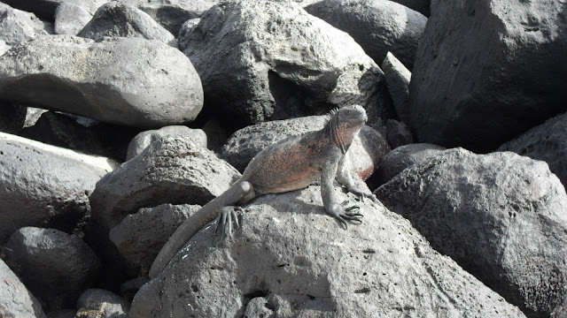 Galapagos Marine iguana
