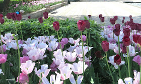 red and white tulips