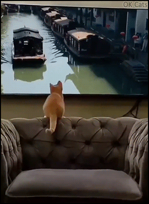 Crazy Kitten GIF • The great escape! Ninja kitten jumps on a boat on TV! The braincell fired perfectly! [ok-cats.com]