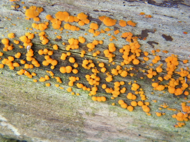 Dacrymyces stillatus