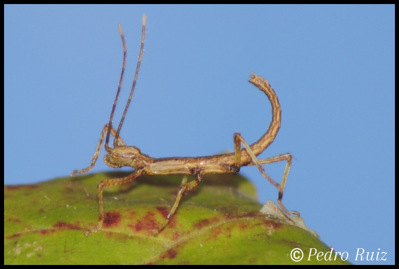 Ninfa L1 de Creoxylus spinosus, 1,2 cm de longitud