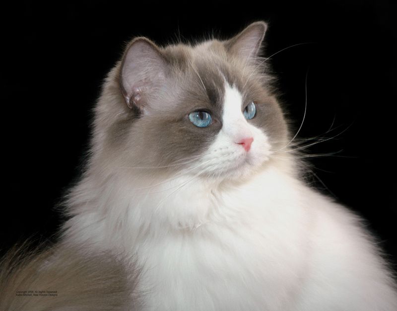 Ragdoll Kittens For Sale In Pa. indiana blue lynx ragdoll kittens for sale ragdol