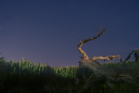 dead tree and night sky
