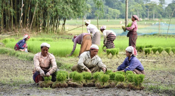 Pre-Cultivation Process - Women are busy in Gathering Rice Seedlings in a Field, Assam