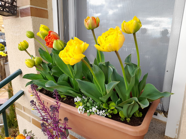 Tulipanes (Tulipa doble "Sun Lover").