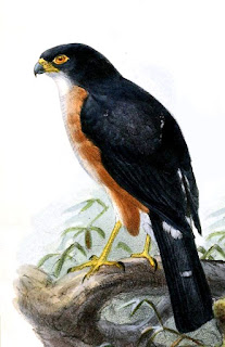 Red-thighed sparrowhawk