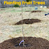 6 Steps to Successfully Planting Fruit Trees #Fruit_Garden