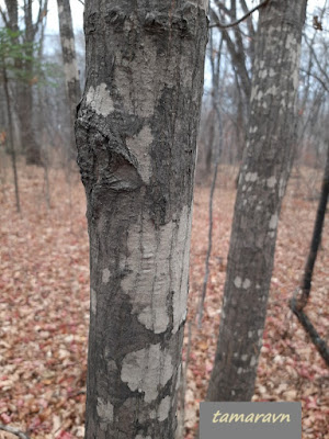 Клён ложнозибольдов (Acer pseudosieboldianum)