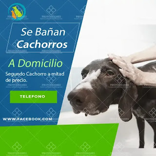 plantilla de anuncio para promocionar y buscar trabajo de bañar cachorros