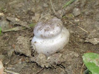 Cortinarius caerulescens IMG15171