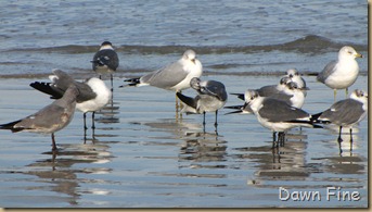 pond and gull fly in_040