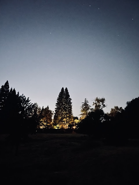 Evening Light shot of trees