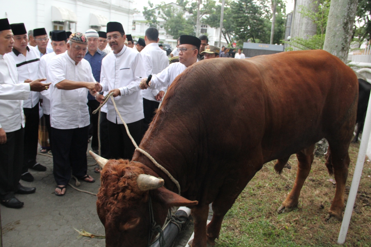 Mimbar Birokrasi Plt Gubsu Erry Nuradi Kurban 6 Ekor Sapi