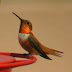 Best Rufous Hummingbird Wallpapers