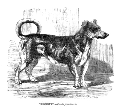 extinct-dog-breeds-10-breeds-you-probably-dont-know