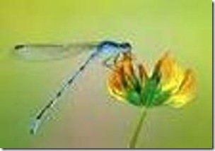 clip_image001