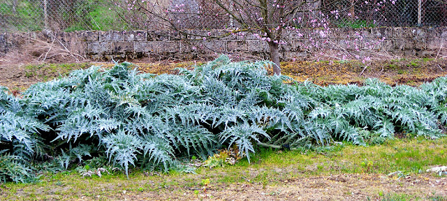 Artichoke plants in a vegetable garden.  Indre et Loire, France. Photographed by Susan Walter. Tour the Loire Valley with a classic car and a private guide.