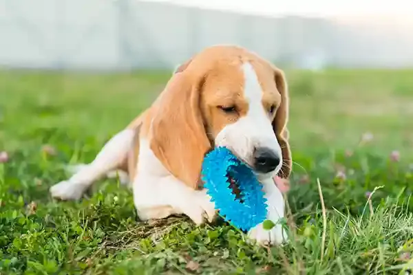 cão brinquedos e mastigáveis para a saúde bucal