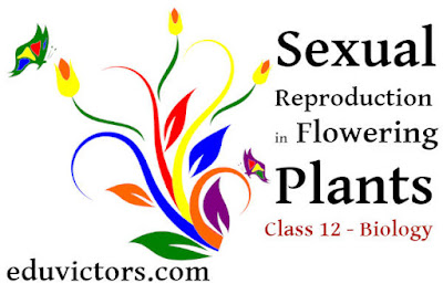 Class 12 Biology - Sexual Reproduction in Flowering Plants (MCQs) #class12Biology #NEET #eduvictors